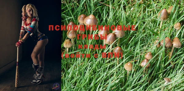 прущие грибы Абаза